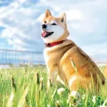 日本で一番有名な犬って誰なの？🐶