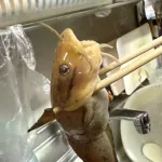 【画像】ゴンズイ釣れたんやが食べてもええか？ｗｗｗｗｗｗｗｗｗｗｗ