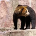 熊とほぼ互角な動物って何や？？？
