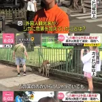 高市「鹿に暴力してる外国人、私も数年前に見た」奈良公園で働く人「そんなの見たことない」