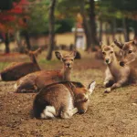 【悲報】奈良県←京都のついで以外で絶対に観光行かないよなｗｗｗｗｗｗｗｗｗｗｗｗｗｗｗｗ