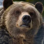 【画像】役所「クマに出くわした場合は2mまで近づいて弱装弾で撃ち◯してね」