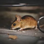 【動画】食用ネズミ、可愛すぎて炎上ｗｗｗｗｗｗｗｗｗｗｗｗｗｗｗｗｗ