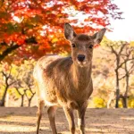 【爆笑】奈良公園のシカめぐる報道で日テレが声明「中傷、迷惑行為は慎んで」