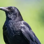 カラスって人間の7歳くらいの知能持ってるらしい🐦‍⬛