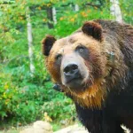 銃以外で現実的にクマに勝てる武器