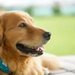犬飼いたいんやが犬飼ったことある人きて
