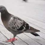 鳩とかいうクッソかわいい生き物