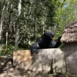 【朗報】ヒグマ問題、こいつと同じ人間を100人養成すれば解決可能だと話題に
