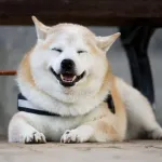 イッヌさんとかいう人類の永遠の友達wwwwwwwwwwww