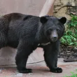クマさんの来訪が増えた理由