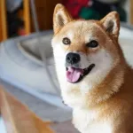 【謎】柴犬を飼う人、多すぎる・・・