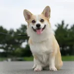 【急募】犬飼ってる人