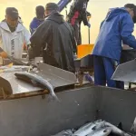 サケ、故郷に帰れず漁獲7割減　イクラも最高値で海鮮丼に影響