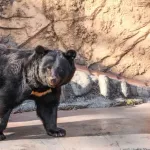 【朗報】クマに会った時の最適解、判明する