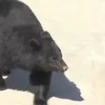 北上市・温泉施設で行方不明の男性の遺体発見か　クマは射殺【岩手】