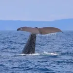【悲報】海外「知能が高い鯨を食べるなんて鬼畜すぎる！」日本人「文化を否定するな」