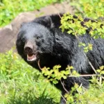 会社員「しゃあっ！」🐻「なにっ！」ピッケル一閃。会心の一撃で母熊は崖下に転落