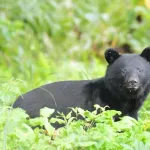 クマ対策、フルフェイスのヘルメットが有効と判明