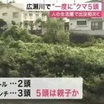 【悲報】仙台駅前にクマ5頭出没
