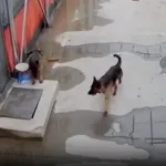 【動画】犬さん、穴に落ちるｗｗｗｗｗｗｗｗｗｗｗｗｗ