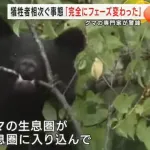 【悲報】クマの専門家が警鐘「完全にフェーズ変わった、食べるために狙うという発想」
