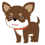 チワワ飼う奴ってなんでチワワ飼うんや？