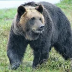 【悲報】専門員「クマが本気で走ると1000m5秒です。逃げるのは無理ですね」←これｗｗｗｗ