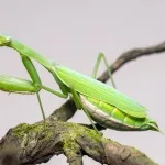 【動画】刃牙の「カマキリ最強説」、実証されるｗｗｗｗｗｗｗｗｗｗｗｗ