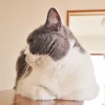 猫に好かれる方法教えてくれ