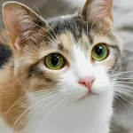【急募】猫に好かれる方法教えてくれｗｗｗｗｗｗｗｗｗｗｗｗｗｗｗｗ