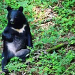 【悲報】クマさん、お米の味を覚えてしまったか！？