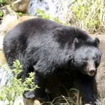 クマ退治に自衛隊派遣の検討を要望へ