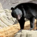熊とかいう戦闘力激ヤバの野生動物が日本各地にいます←これ