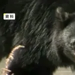 【岩手】柴犬　行方不明