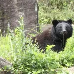 熊「餌がないから山を下りて人を食います」←山にヘリでナッツとかどんぐりを撒けよ