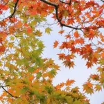 【悲報】日本、四季消滅ｗｗｗｗｗｗｗｗｗｗｗｗｗｗｗｗ