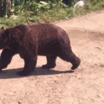 【大激論】なんでクマは凶暴化しとるんやろな？🤔