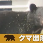 【悲報】 岩手大学さん、構内にクマが出現したため午後全面休講wwwwwwww