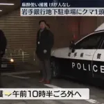 【朗報】岩手銀行本店の地下駐車場に立てこもったクマ、動物園の獣医さんに吹き矢で麻酔打たれ無事捕獲