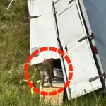 【悲報】ウィルス盛り盛りの実験用サルさん、交通事故のチャンスを活かし脱走