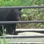 【動画】山形高校の体育館、クマさんの遊び場にされてしまうwwwwwwwwww