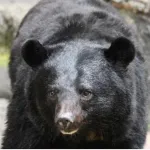 元自衛隊レンジャー弁護士「クマは銃剣で倒せる。銃なんていらない😤」