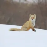 きつねとかいう愛らしさに全振りしてるのに愛玩されない謎の動物