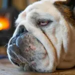 【疑問】ブルドッグとかいうブッサイクな犬を進んで飼うやつって何が楽しいの？ｗｗｗｗｗｗｗｗｗｗｗｗｗｗｗｗ