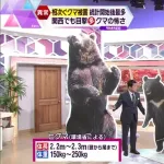 【画像】ツキノワグマ、意外と小さい事が判明。これならG民でも頑張ったら勝てそう