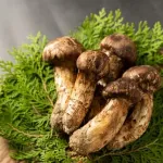 マツタケ←養殖できません、危険な山に入らないと取れません