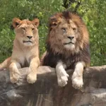 陸上で1番強い生き物って百獣の王のライオンなん？