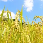 農林水産省、2026年産のコメ減産を正式に決定、石破から転換wwwwwwwwwwwwwwwww🌾