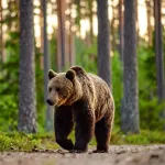 なんでこんなクマ多いの？